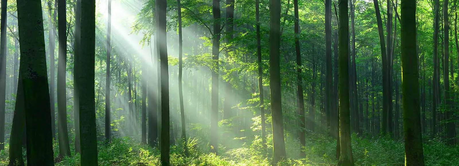 Zonlicht door de bomen in Recreatiebos Nieuw Wulven