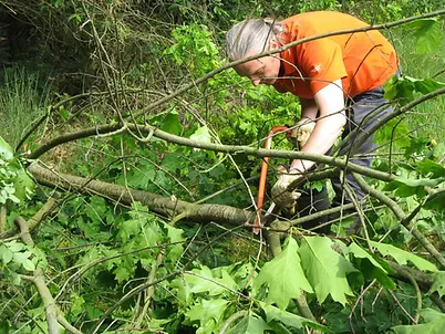 Werken in het bos