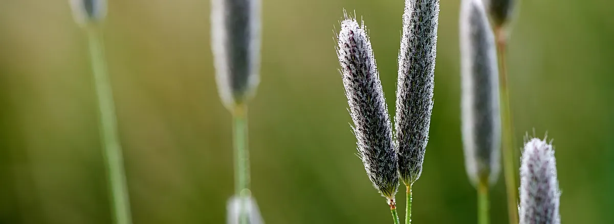 Grassen in Nieuw Wulven