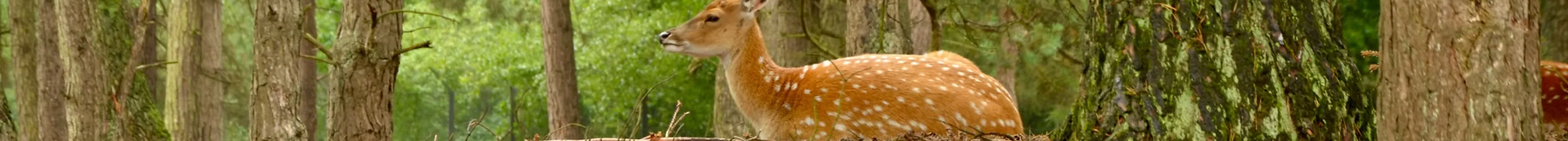 Reeën in het bos van Nieuw Wulven